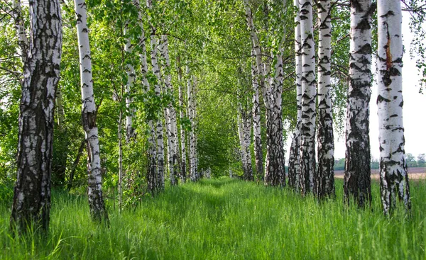 자작나무 숲입니다. 백 화 나무숲. — 스톡 사진