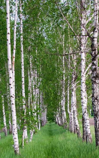 Floresta de bétula. Birch Grove . — Fotografia de Stock