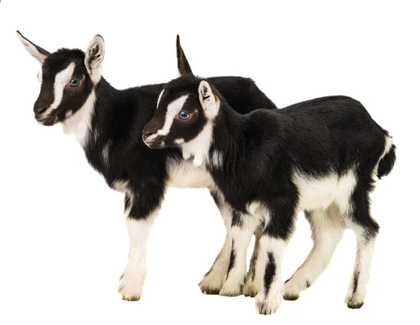 Little goat — Stock Photo, Image