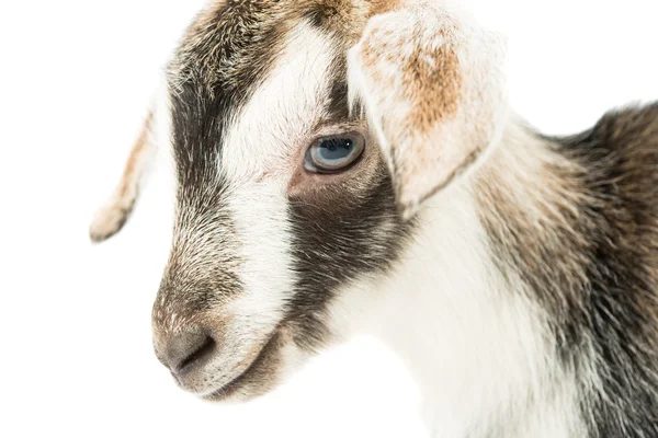 Baby goat head — Stock Photo, Image