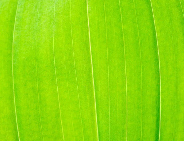 Foglia verde — Foto Stock