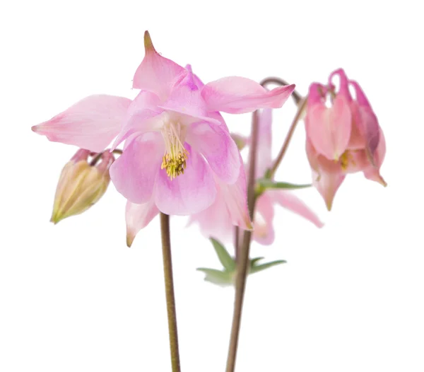 Izole çan çiçekleri — Stok fotoğraf