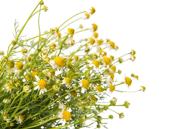 Medical chamomile — Stok fotoğraf