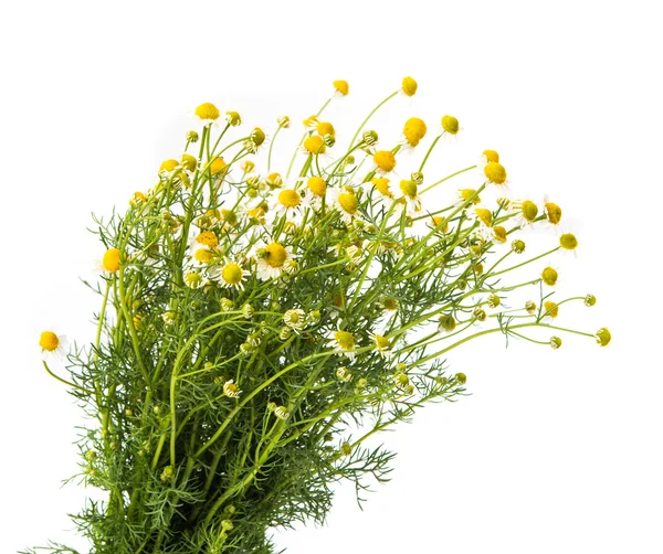 Medis chamomile — Stok Foto