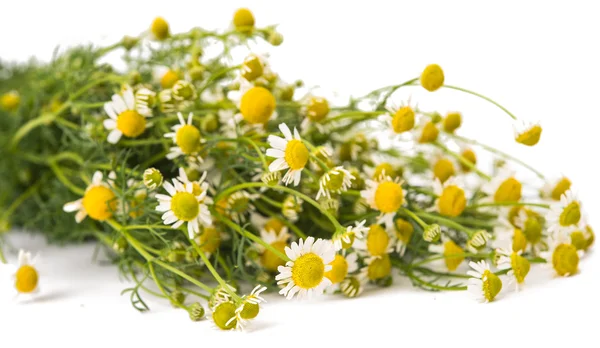 Medical chamomile — Stockfoto