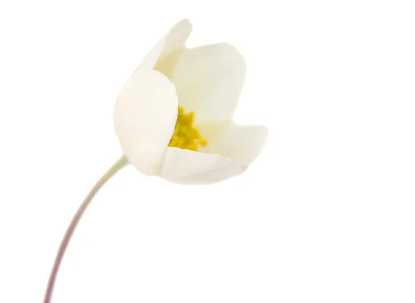 White flower anemone Dubravnaya — Stock Photo, Image