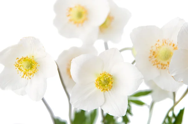 Белый цветок анемон Дубравная — стоковое фото