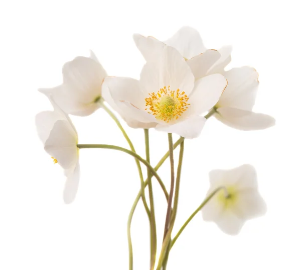 Bílý květ sasanka dubravnaya — Stock fotografie