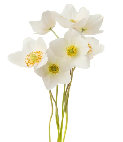 Біла квітка anemone Dubravnaya — стокове фото