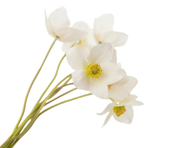 Witte bloem anemone dubravnaya — Stockfoto