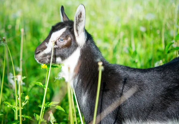 Small goat grazing — Stock Photo, Image