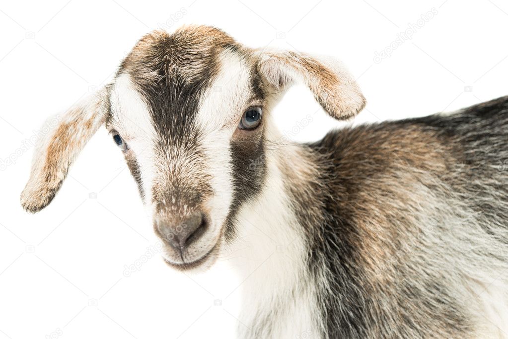 Baby Goat Head Stock Photo By C Ksena32
