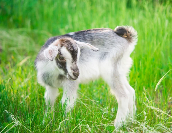 Small goat grazing — Stock Photo, Image