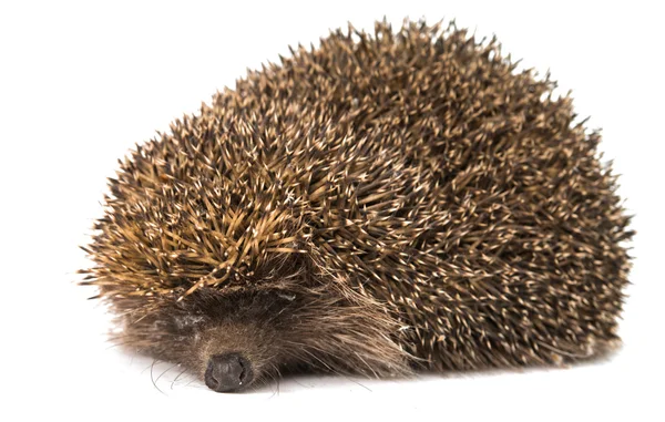 Igel — Stockfoto