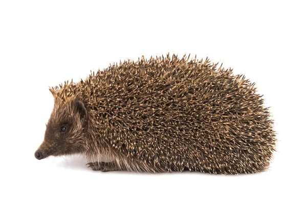 Hedgehog — Stock Photo, Image