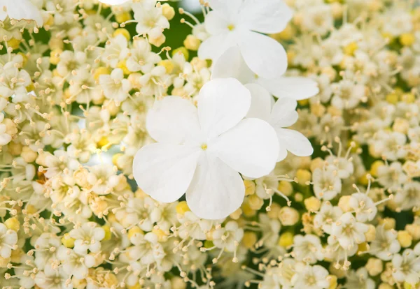 Маленькие белые цветы — стоковое фото