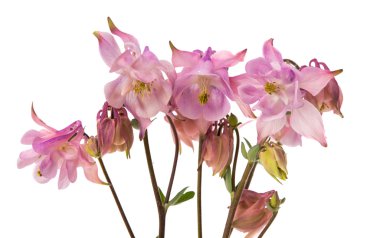 izole çan çiçekleri