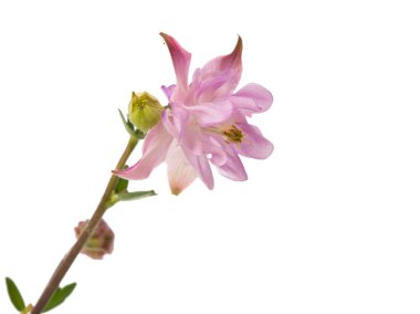 izole çan çiçekleri