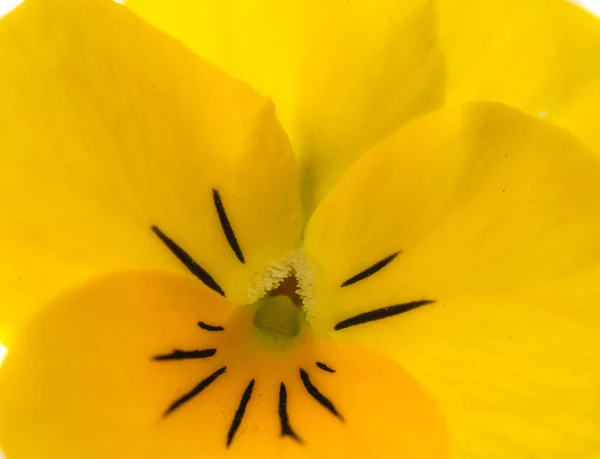 Pansy flor — Fotografia de Stock