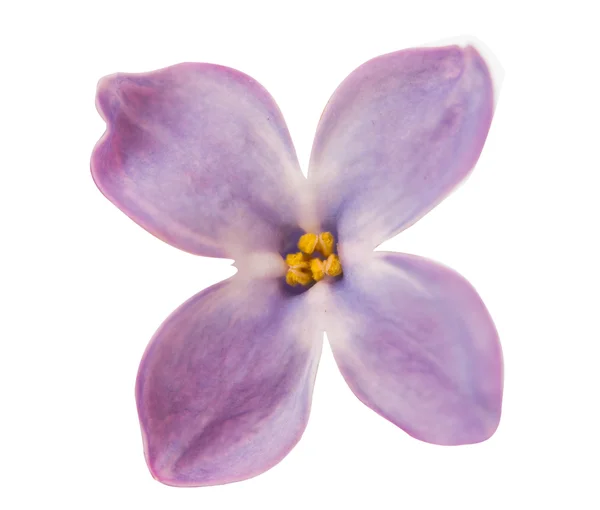 Den vackra lila isolerade — Stockfoto