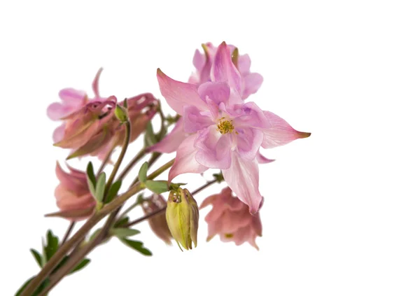 Bloemen klokken geïsoleerd — Stockfoto