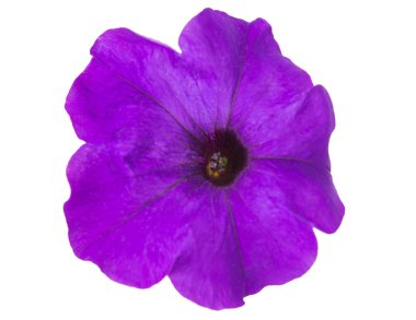 izole petunya çiçeği