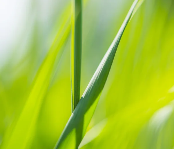 Groen gras — Stockfoto