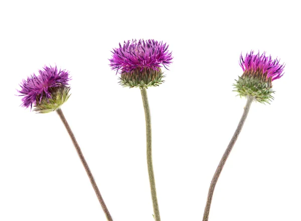 Burdock flowers — Stock Photo, Image