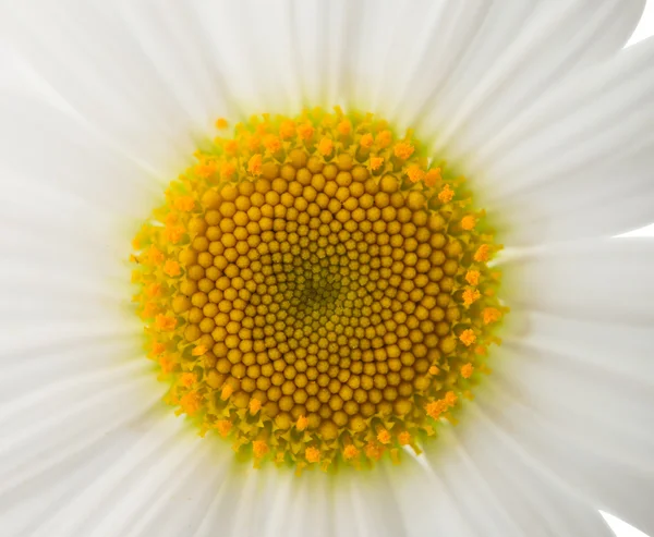 Kamomillblomma — Stockfoto