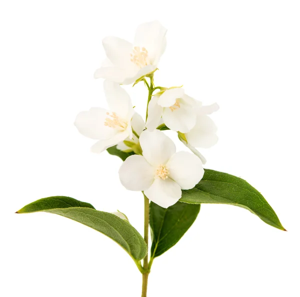 Jasmine — Stock Photo, Image