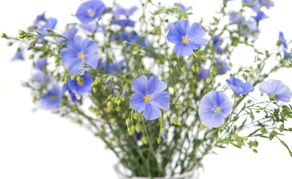 Vlas bloemen geïsoleerd — Stockfoto