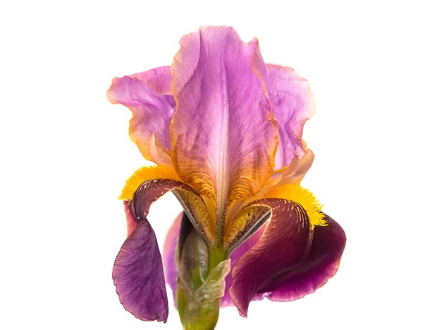 Macro bloem — Stockfoto