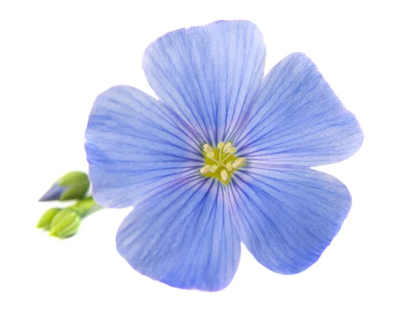 Vlas bloemen geïsoleerd — Stockfoto