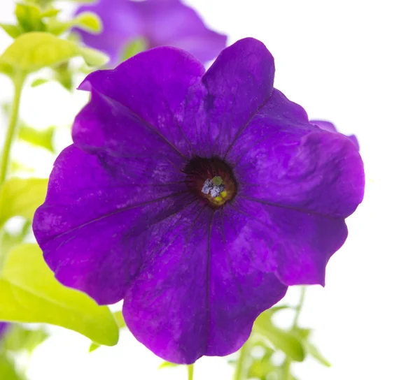 Petunia flor aislada —  Fotos de Stock