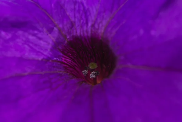 孤立的花矮牵牛 — 图库照片