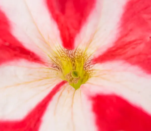 Červený květ Petunie — Stock fotografie