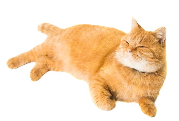 分離した生姜猫 — ストック写真