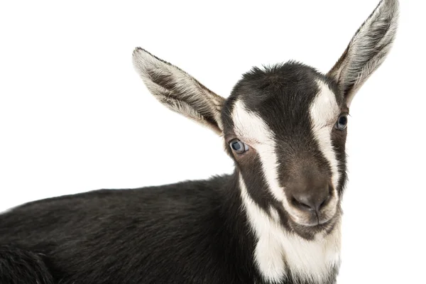 Little goat — Stock Photo, Image