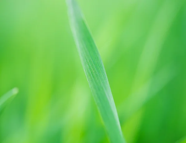 Grönt gräs — Stockfoto