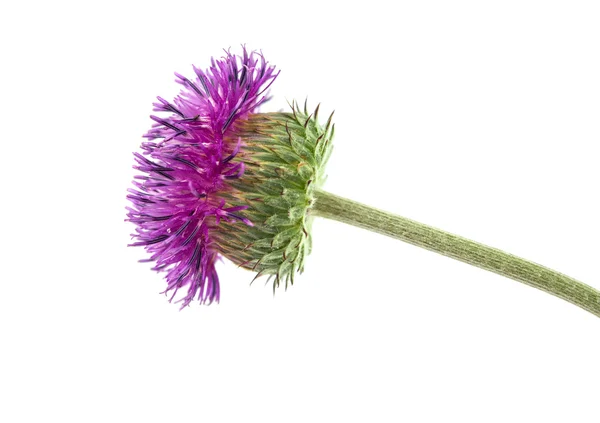 Burdock flowers — Stock Photo, Image