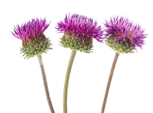 Burdock flowers — Stock Photo, Image