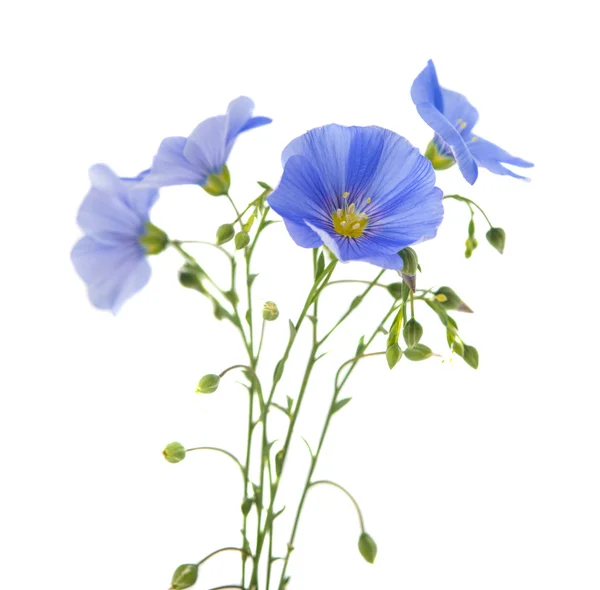 Flax flowers isolated — Stock Photo, Image