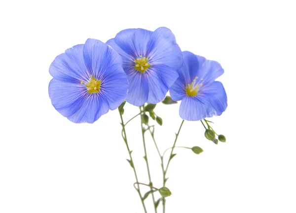 Flax flowers isolated — Stock Photo, Image