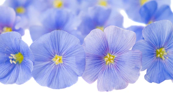 Vlas bloemen geïsoleerd — Stockfoto