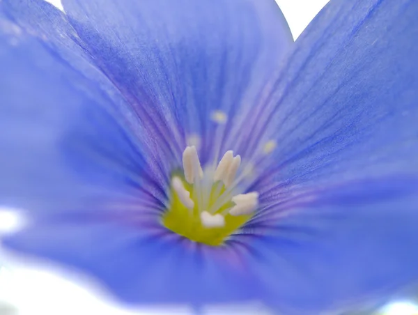 Flax flowers — Stock Photo, Image