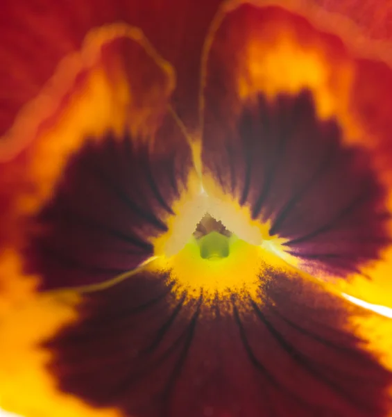 Homo çiçek — Stok fotoğraf