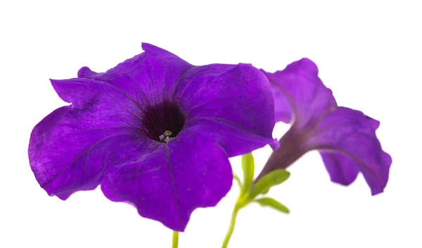 Blomma petunia isoleras — Stockfoto