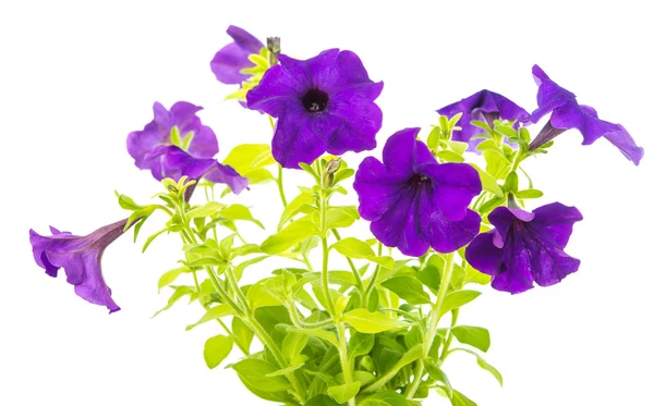 Flower petunia isolated — Stock Photo, Image