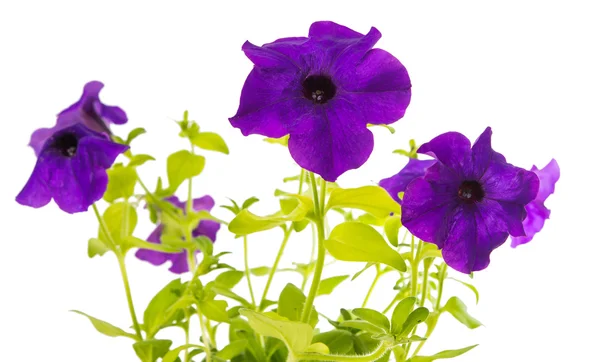 Flower petunia isolated — Stock Photo, Image