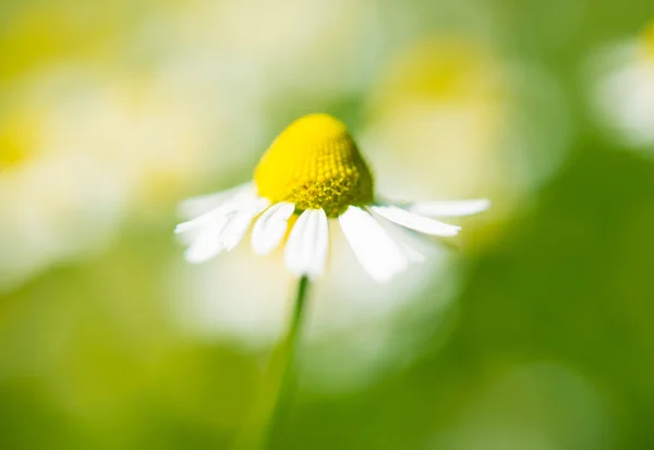 Fioritura margherita medica — Foto Stock